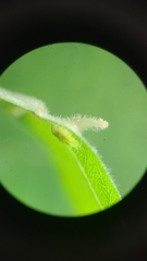 Phylloxera chippokesiensis