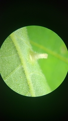 Phylloxera chippokesiensis