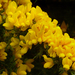 Gorse - Photo (c) James Gaither, some rights reserved (CC BY-NC-ND)