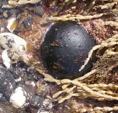 Codium pomoides