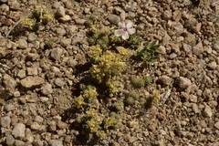Cusickiella quadricostata