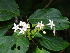 Clerodendrum longiflorum glabrum