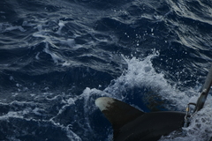 Carcharhinus longimanus