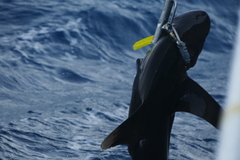 Carcharhinus longimanus