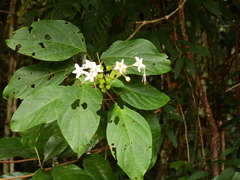 Clerodendrum longiflorum glabrum
