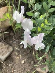 Lathyrus pauciflorus