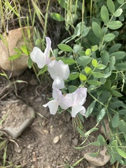 Lathyrus pauciflorus