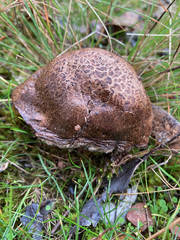 Boletus carramarus