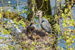 Ardea herodias fannini