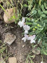 Lathyrus pauciflorus
