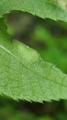 Phylloxera wiedenmanni