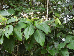 Clerodendrum longiflorum glabrum