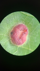 Phylloxera wiedenmanni