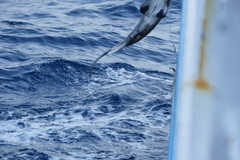 Carcharhinus longimanus