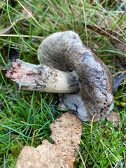 Boletus carramarus