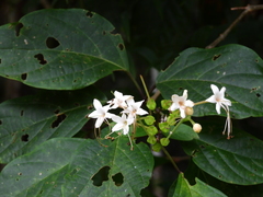 Clerodendrum longiflorum glabrum