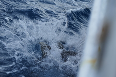 Carcharhinus longimanus