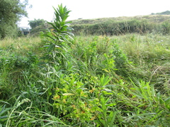 Euphorbia salicifolia