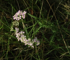 Achillea inundata