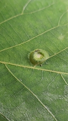 Phylloxera foveola
