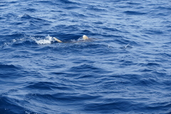 Carcharhinus longimanus