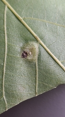 Phylloxera foveola