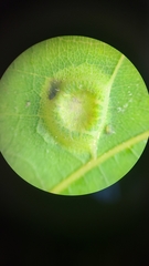 Phylloxera foveola
