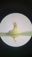 Phylloxera caryaefoliae