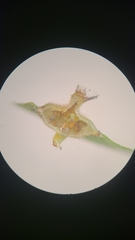 Phylloxera caryaefoliae