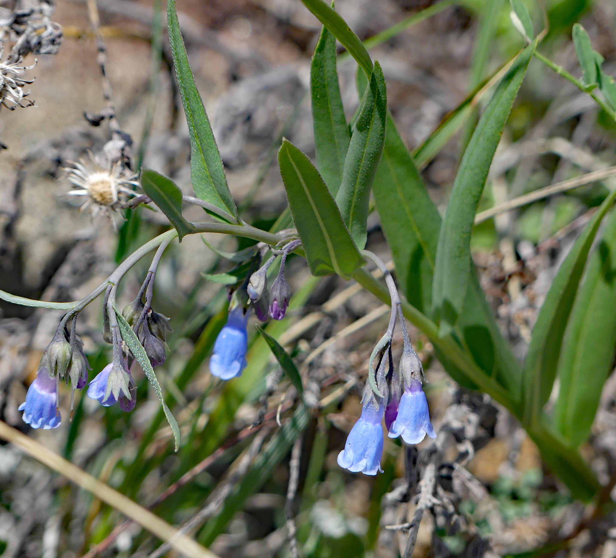 Mertensia - Wikipedia