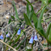 Prairie Bluebells - Photo (c) David Martin, some rights reserved (CC BY-NC), uploaded by David Martin