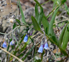 Prairie Bluebells - Photo (c) David Martin, some rights reserved (CC BY-NC), uploaded by David Martin
