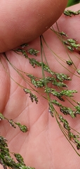 Glyceria elata