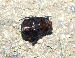Pentodon idiota