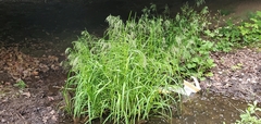 Glyceria elata