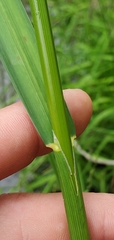 Glyceria elata