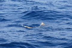 Carcharhinus longimanus