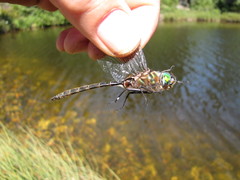 Somatochlora cingulata
