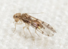 Ectopsocus californicus