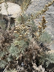 Artemisia arborescens