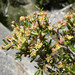 Littleleaf Mountain Mahogany - Photo (c) Stan Shebs, some rights reserved (CC BY-SA)