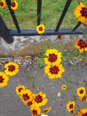 Coreopsis tinctoria