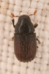 Phloeosinus