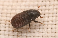 Phloeosinus