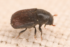 Phloeosinus