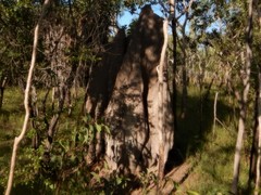 Nasutitermes triodiae