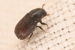 Phloeosinus