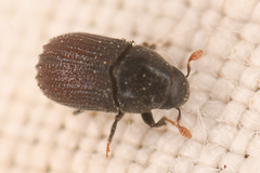 Phloeosinus