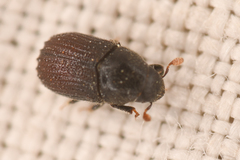 Phloeosinus