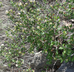 Physocarpus monogynus
